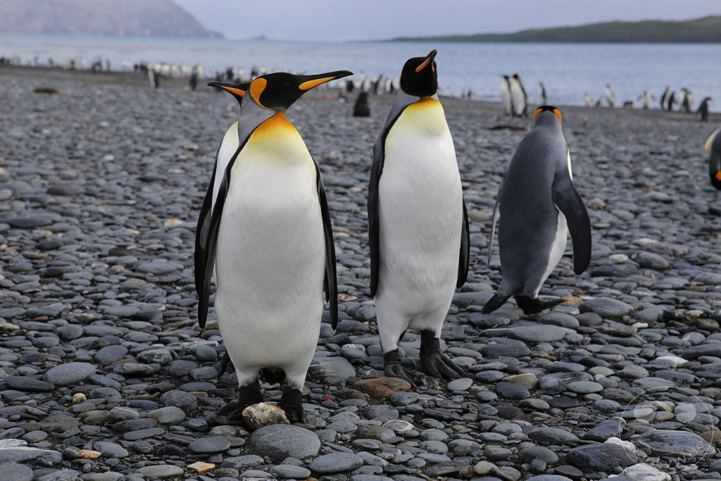 Südgeorgien und Südliche Sandwichsinseln - Sunset-Fjord