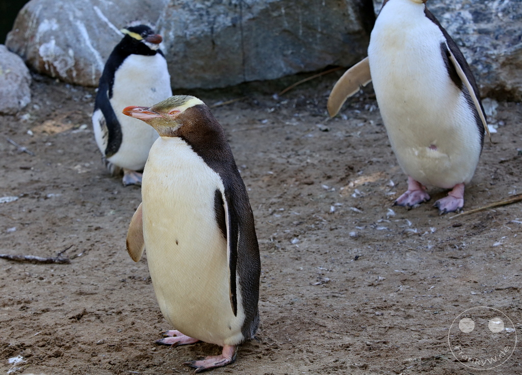 New Zealand South Island - Pinguin Place Conservation Reserve - Otago Halbinsel