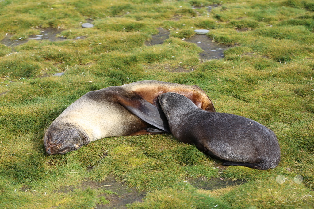 Südgeorgien und Südliche Sandwichsinseln - Sunset-Fjord