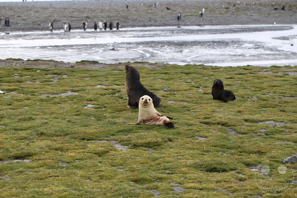 Südgeorgien und Südliche Sandwichsinseln - Sunset-Fjord