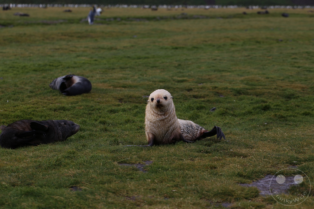 Südgeorgien und Südliche Sandwichsinseln - Sunset-Fjord