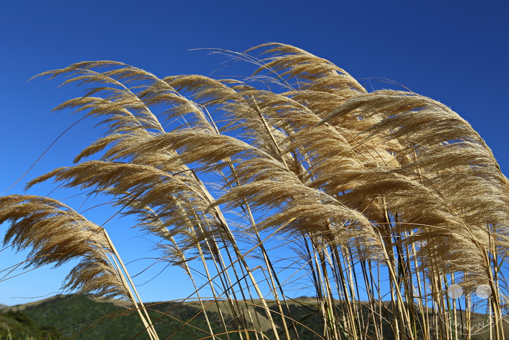 New Zealand South Island - Nugget Point Lighthouse
