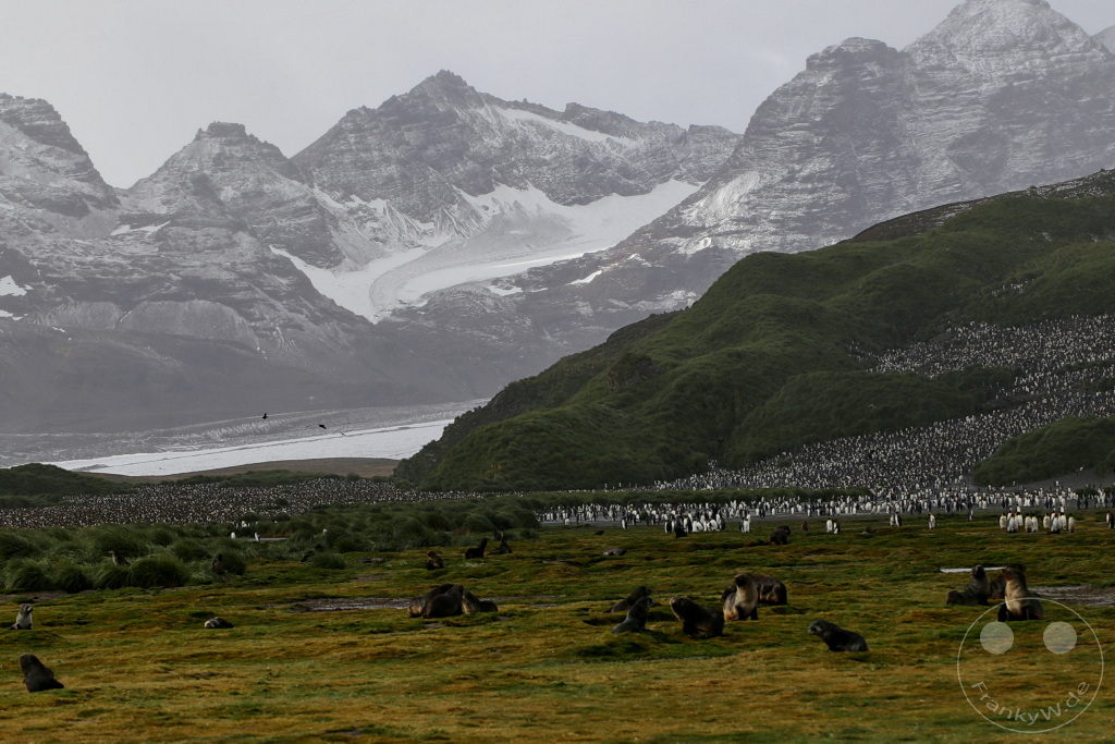 Südgeorgien und Südliche Sandwichsinseln - Sunset-Fjord