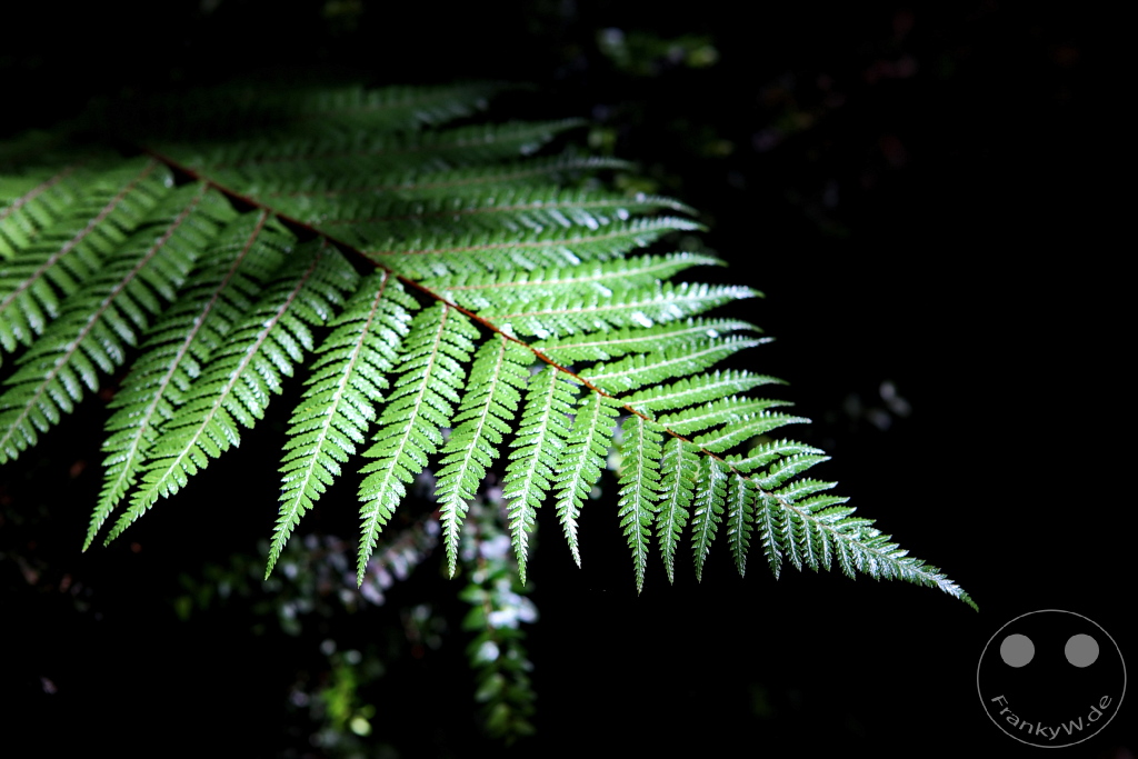 New Zealand South Island - Papatowai