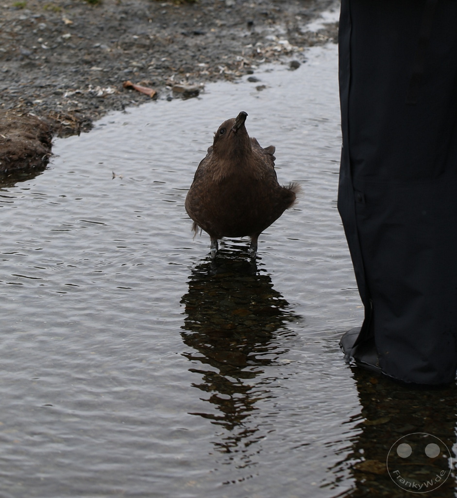 Südgeorgien und Südliche Sandwichsinseln - Sunset-Fjord