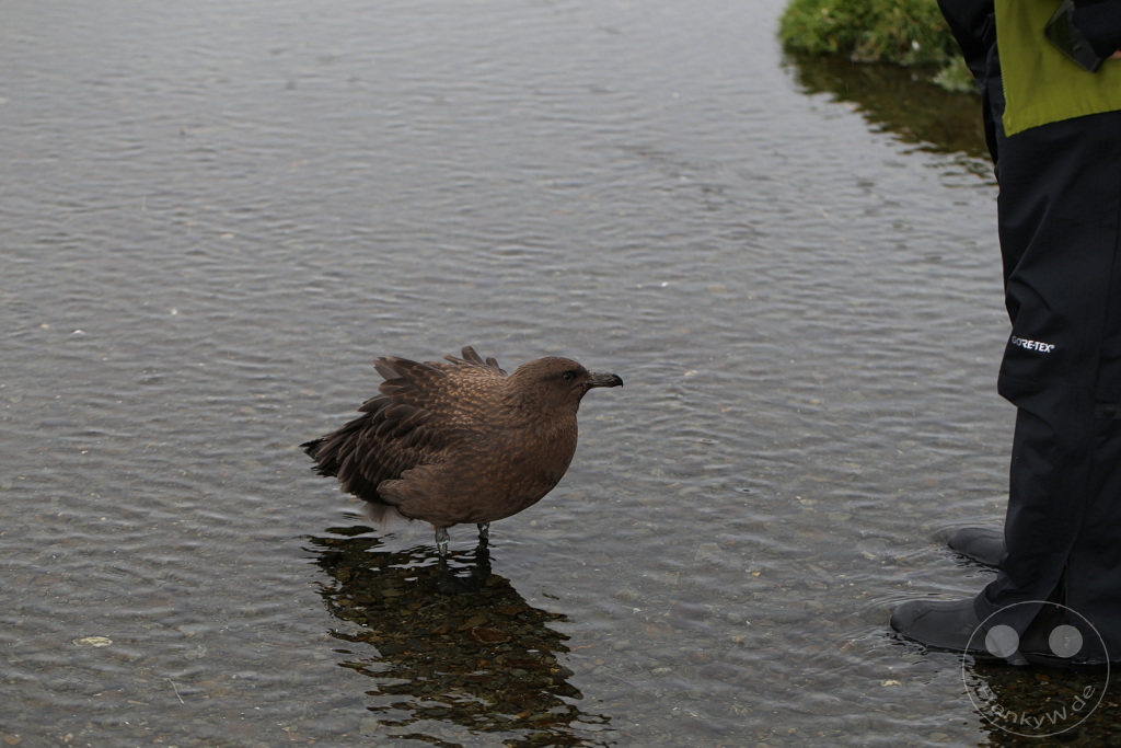 Südgeorgien und Südliche Sandwichsinseln - Sunset-Fjord