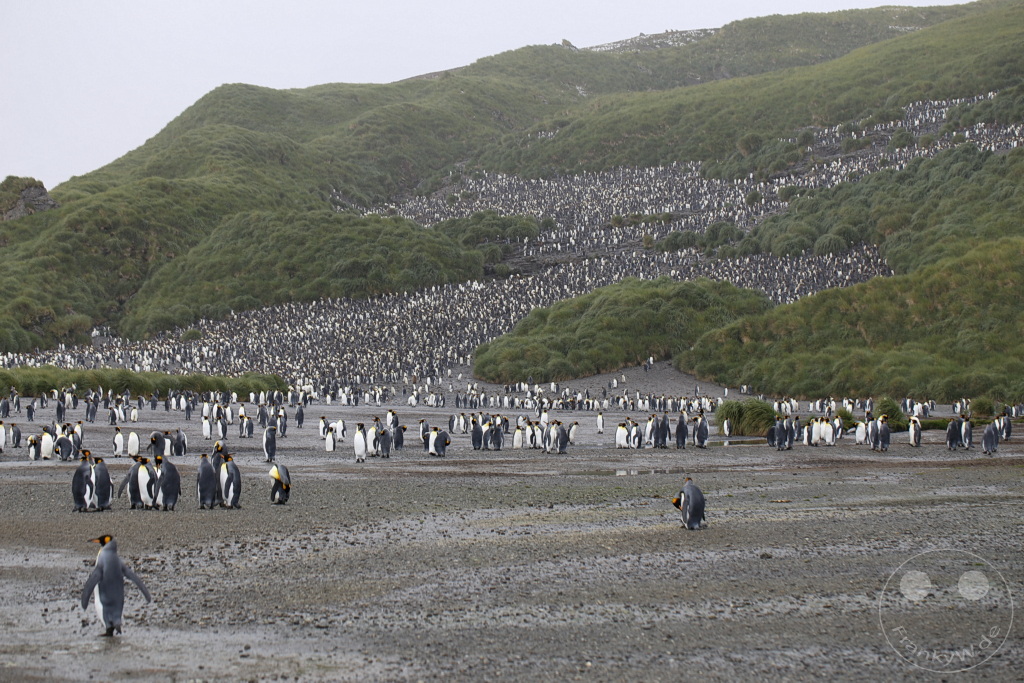 Südgeorgien und Südliche Sandwichsinseln - Sunset-Fjord