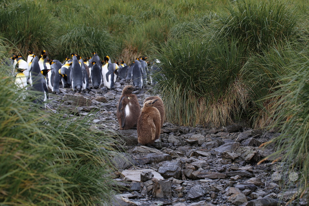 Südgeorgien und Südliche Sandwichsinseln - Sunset-Fjord