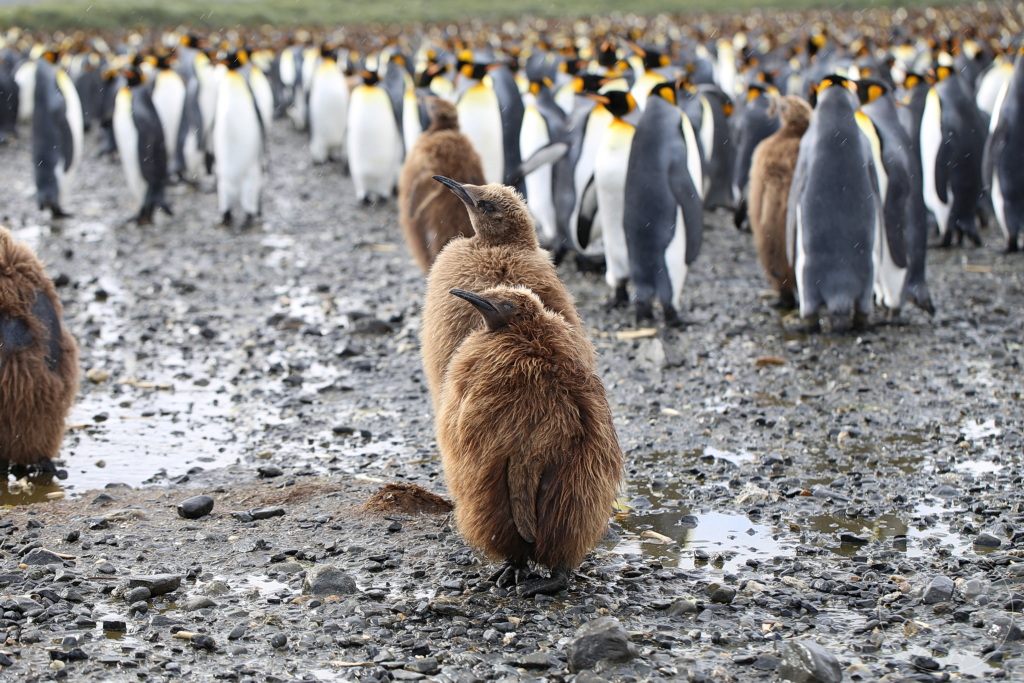 Südgeorgien und Südliche Sandwichsinseln - Sunset-Fjord