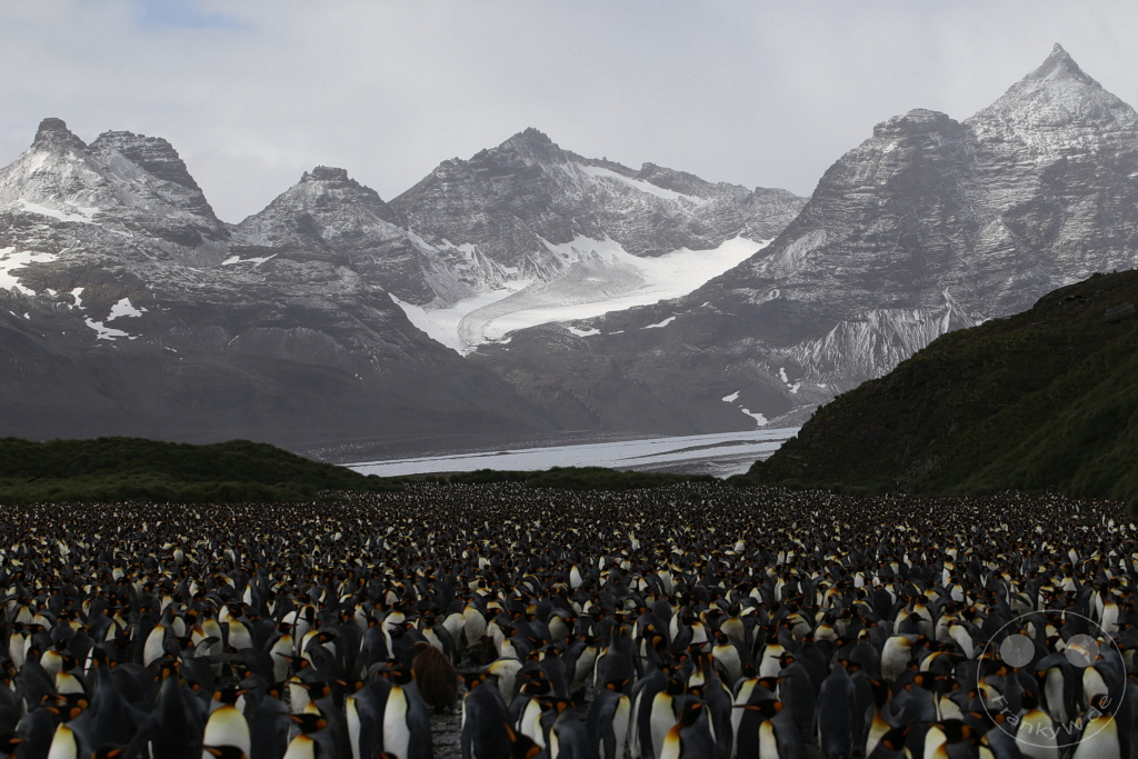 Südgeorgien und Südliche Sandwichsinseln - Sunset-Fjord