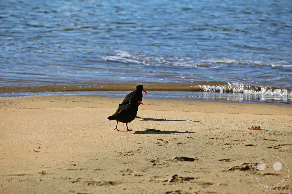 New Zealand South Island - Ulva Island - Wildlife