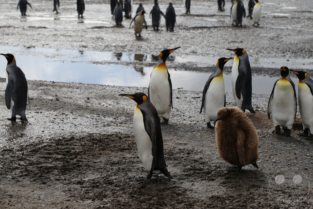 Südgeorgien und Südliche Sandwichsinseln - Sunset-Fjord