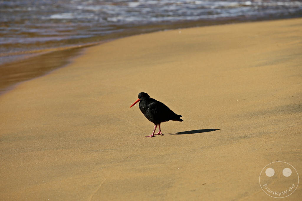 New Zealand South Island - Ulva Island - Wildlife