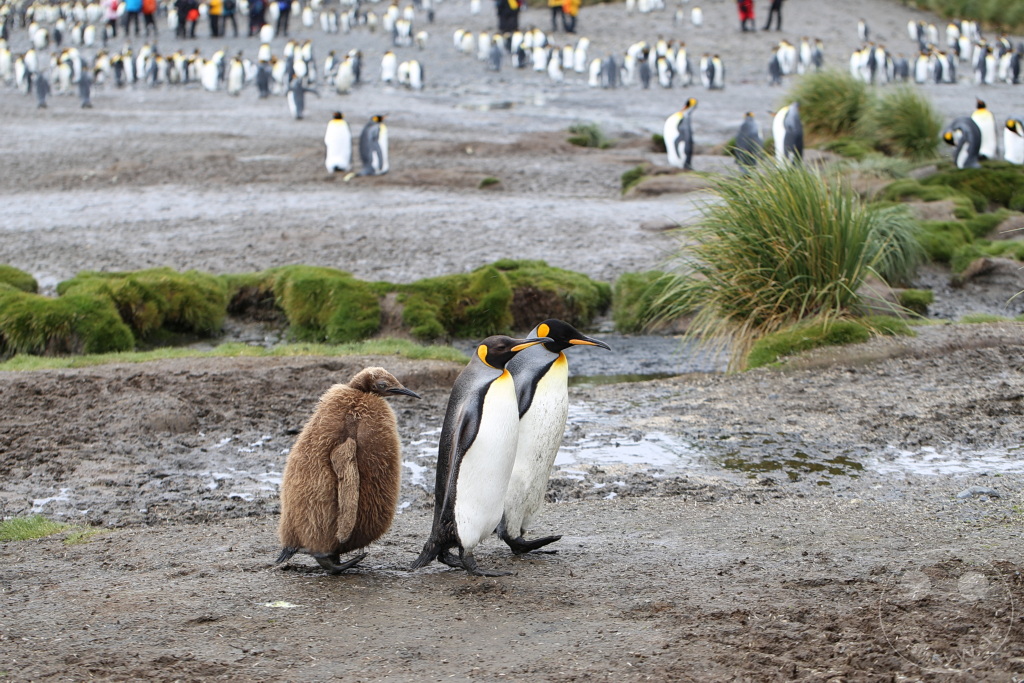 Südgeorgien und Südliche Sandwichsinseln - Sunset-Fjord