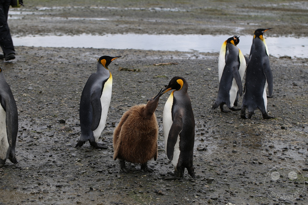 Südgeorgien und Südliche Sandwichsinseln - Sunset-Fjord
