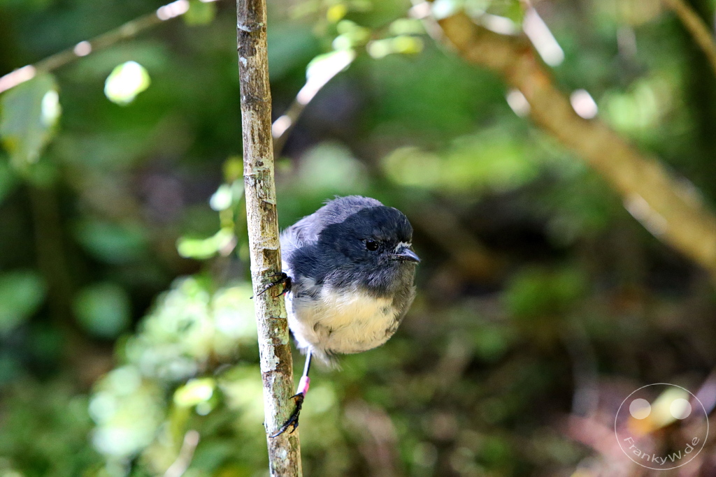 New Zealand South Island - Ulva Island - Wildlife