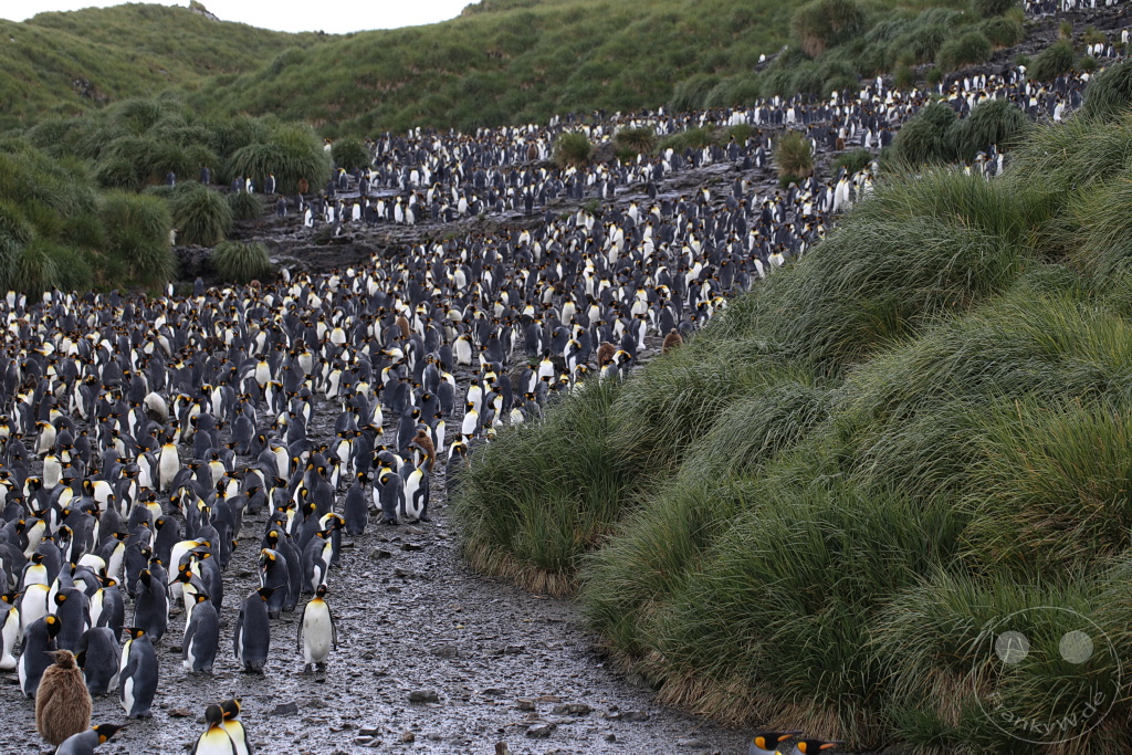 Südgeorgien und Südliche Sandwichsinseln - Sunset-Fjord