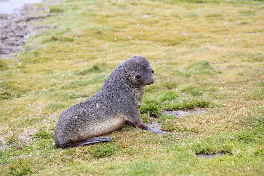 Südgeorgien und Südliche Sandwichsinseln - Sunset-Fjord