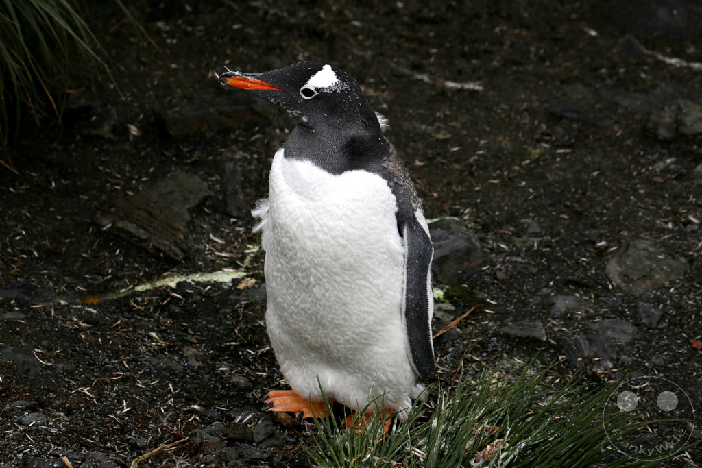 Südgeorgien und Südliche Sandwichsinseln - Prion Island