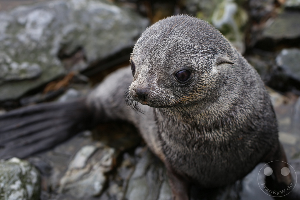 Südgeorgien und Südliche Sandwichsinseln - Prion Island