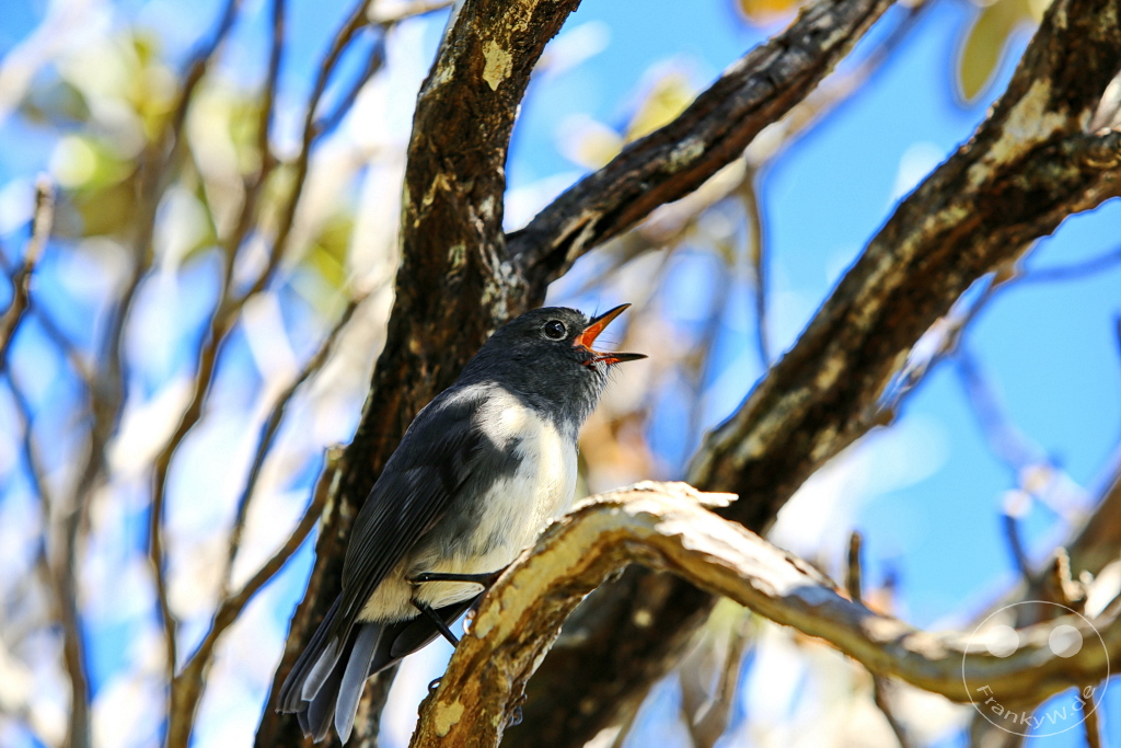 New Zealand South Island - Ulva Island - Wildlife