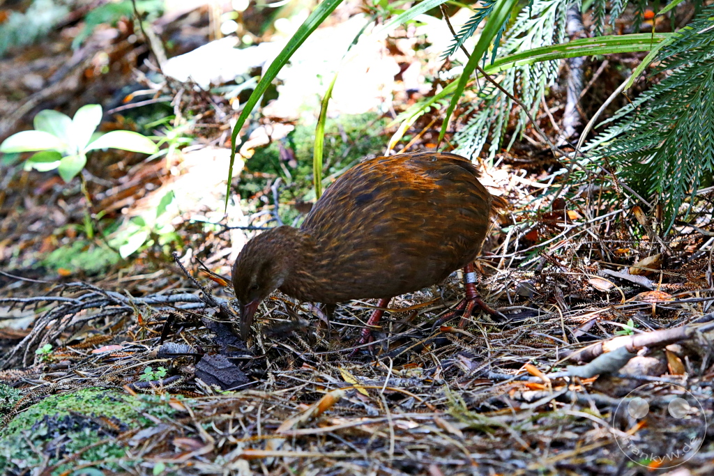 New Zealand South Island - Ulva Island - Wildlife