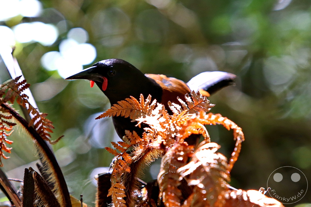 New Zealand South Island - Ulva Island - Wildlife