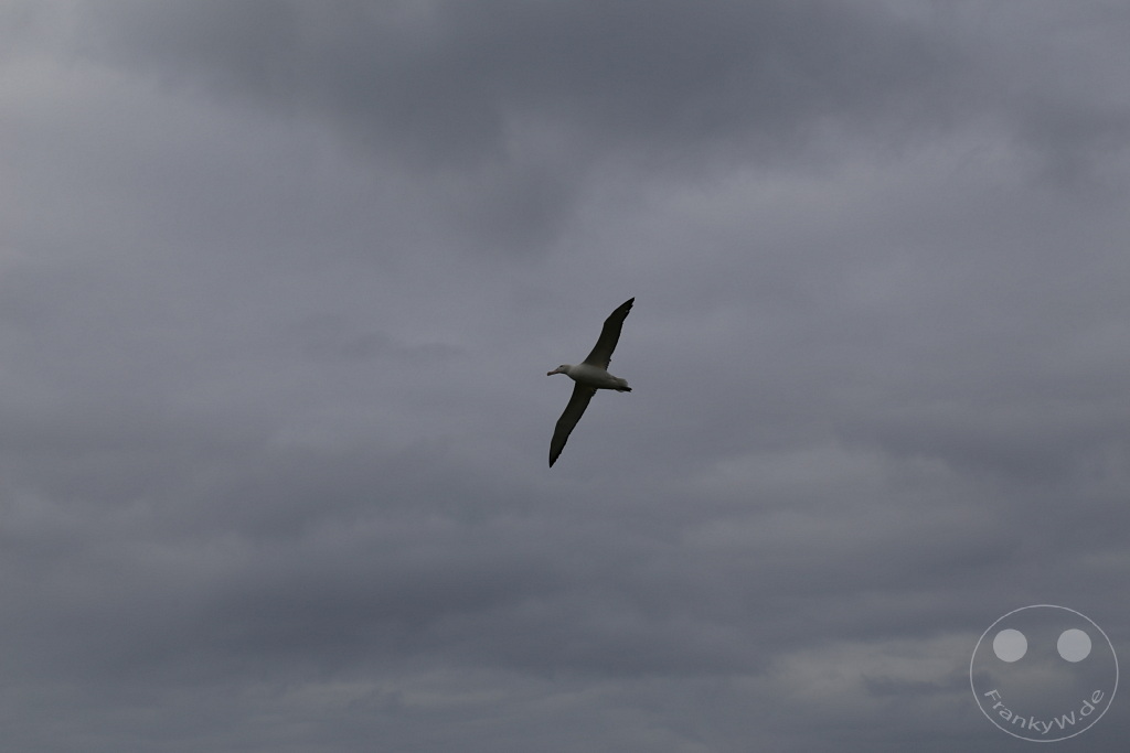 Südgeorgien und Südliche Sandwichsinseln - Prion Island