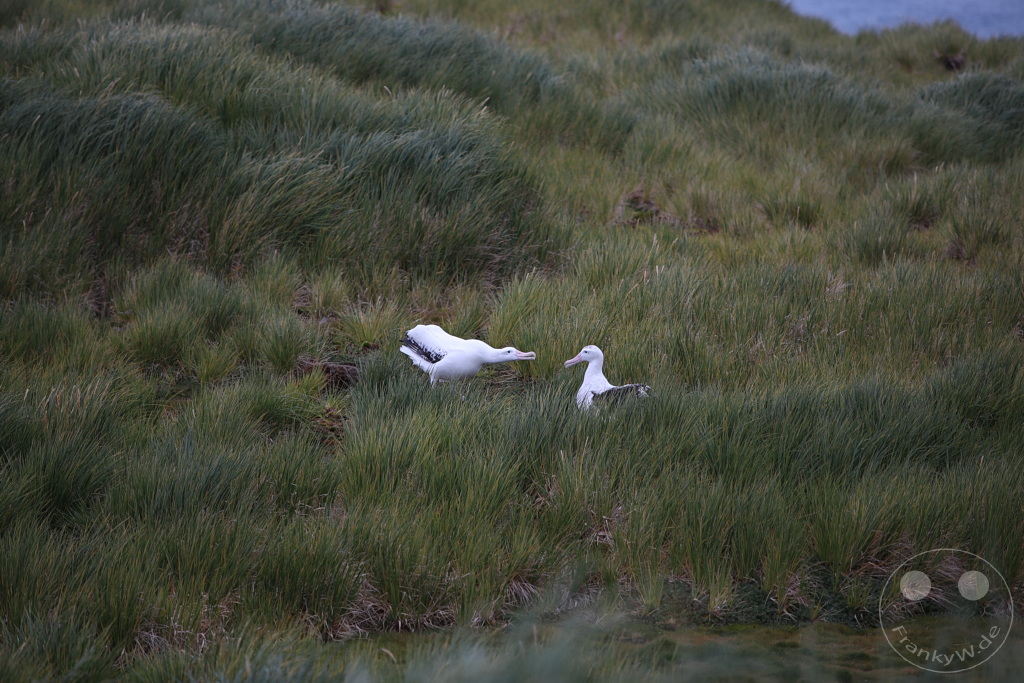 Südgeorgien und Südliche Sandwichsinseln - Prion Island