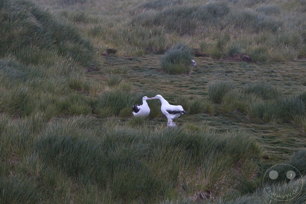 Südgeorgien und Südliche Sandwichsinseln - Prion Island