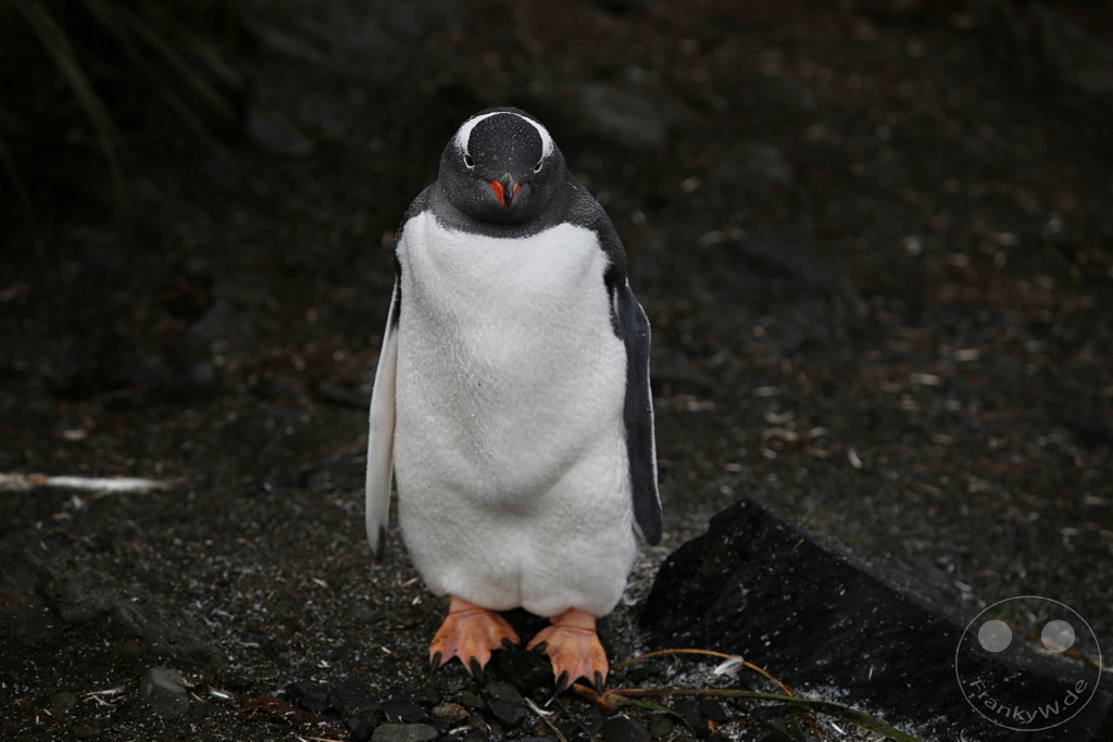 Südgeorgien und Südliche Sandwichsinseln - Prion Island