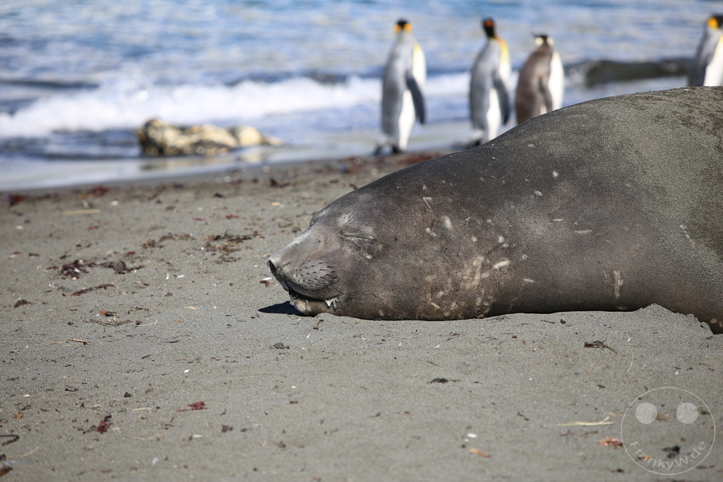 Südgeorgien und Südliche Sandwichsinseln - Gold Harbour