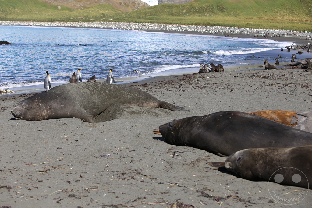 Südgeorgien und Südliche Sandwichsinseln - Gold Harbour