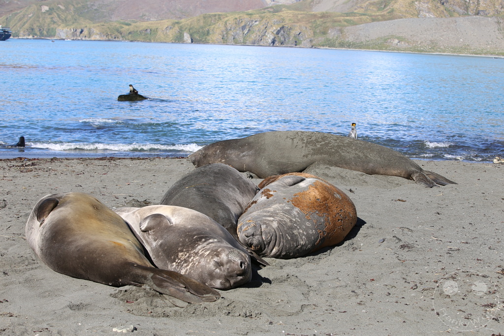 Südgeorgien und Südliche Sandwichsinseln - Gold Harbour