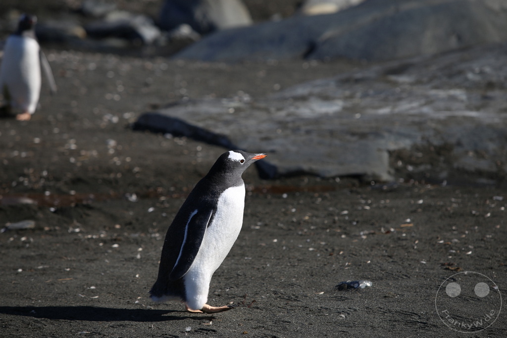 Südgeorgien und Südliche Sandwichsinseln - Gold Harbour