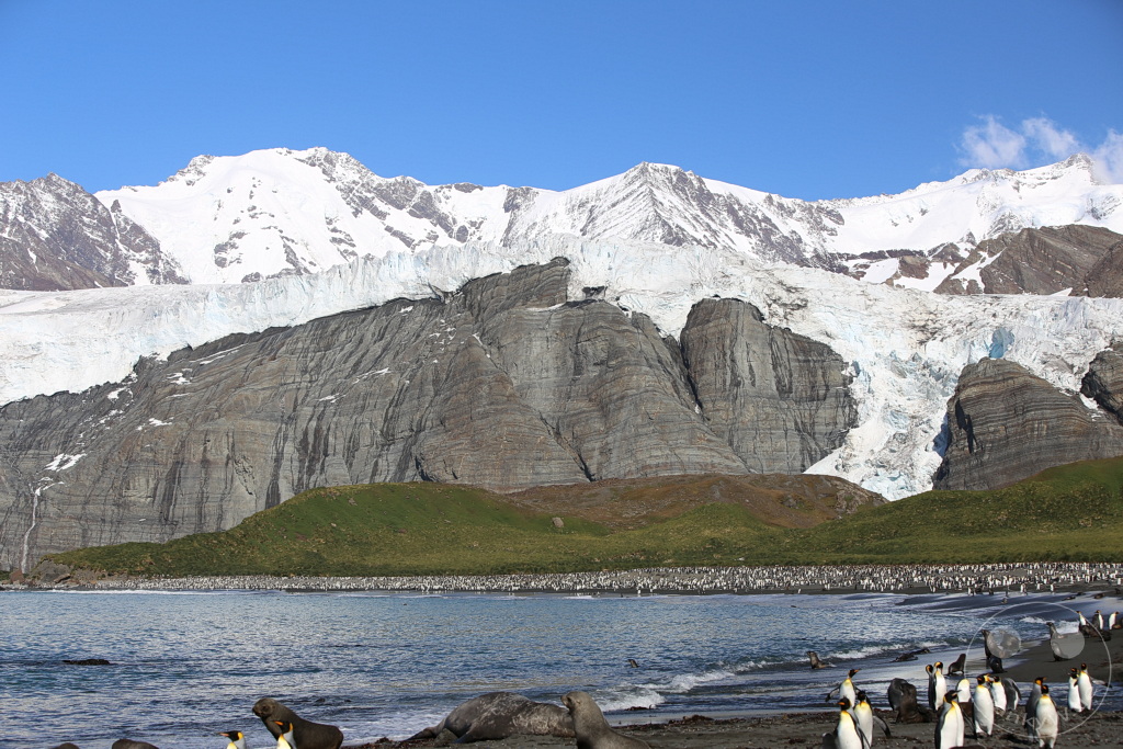 Südgeorgien und Südliche Sandwichsinseln - Gold Harbour