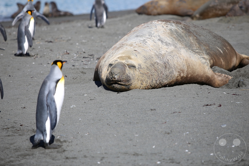 Südgeorgien und Südliche Sandwichsinseln - Gold Harbour