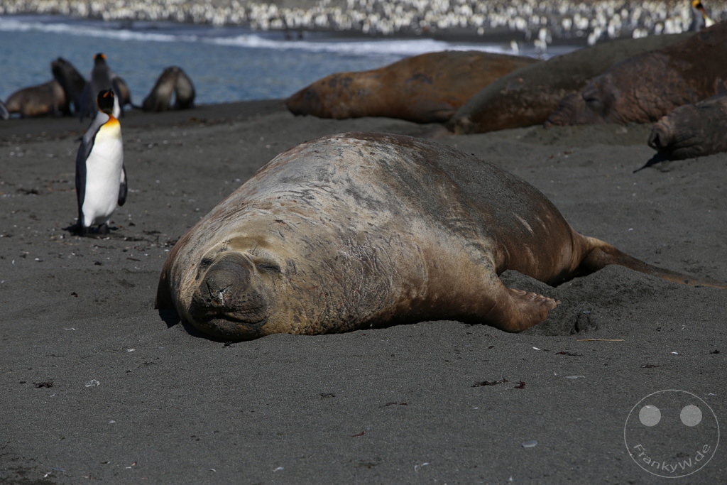 Südgeorgien und Südliche Sandwichsinseln - Gold Harbour
