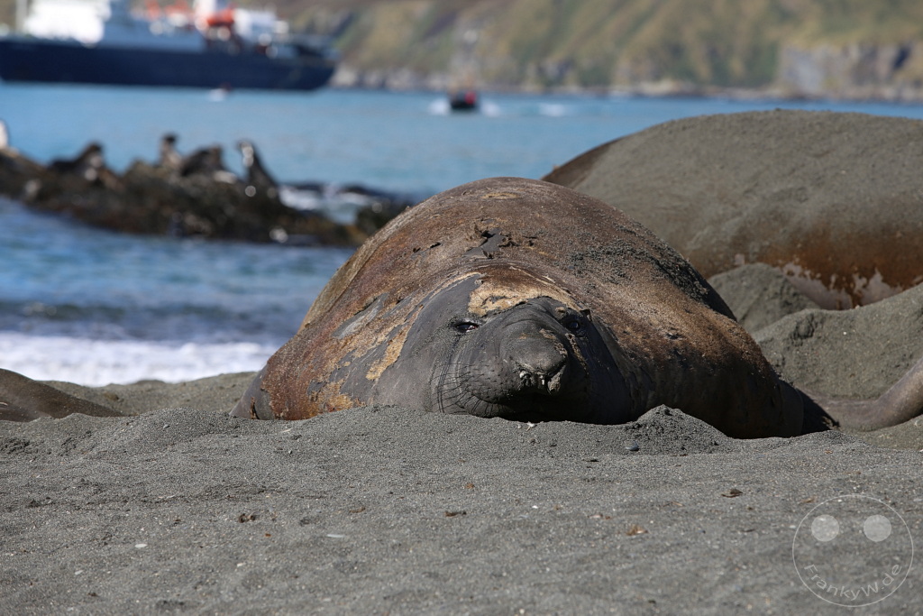 Südgeorgien und Südliche Sandwichsinseln - Gold Harbour