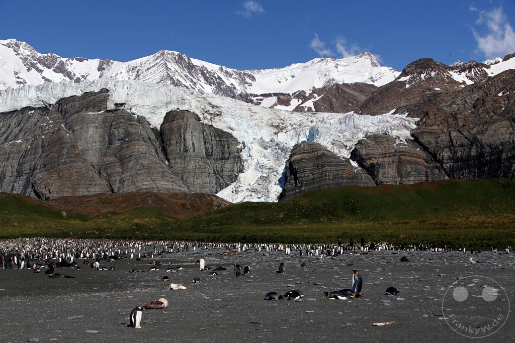 Südgeorgien und Südliche Sandwichsinseln - Gold Harbour