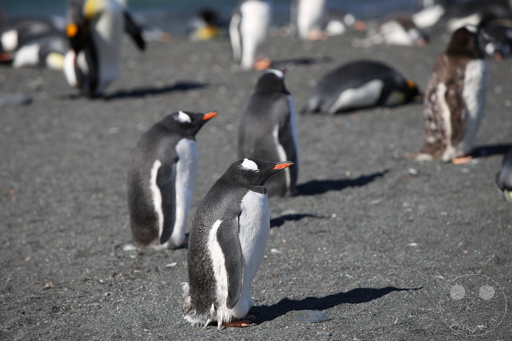 Südgeorgien und Südliche Sandwichsinseln - Gold Harbour