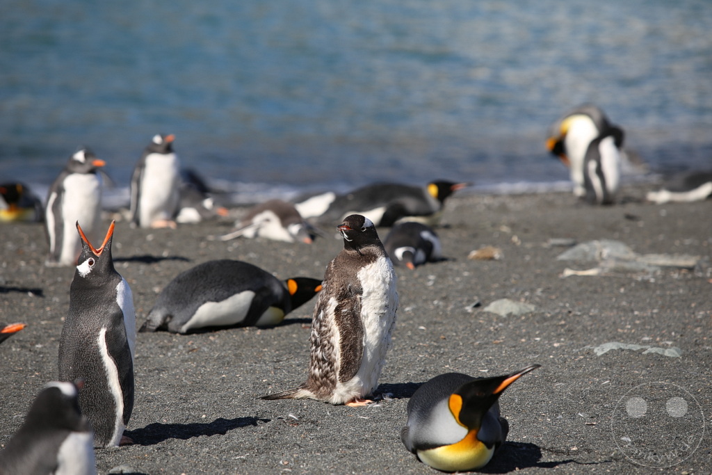 Südgeorgien und Südliche Sandwichsinseln - Gold Harbour