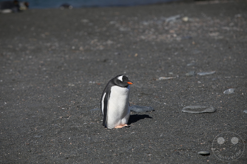 Südgeorgien und Südliche Sandwichsinseln - Gold Harbour