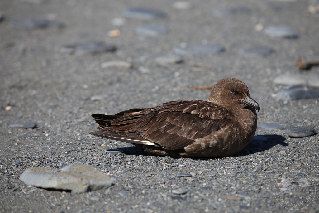 Südgeorgien und Südliche Sandwichsinseln - Gold Harbour