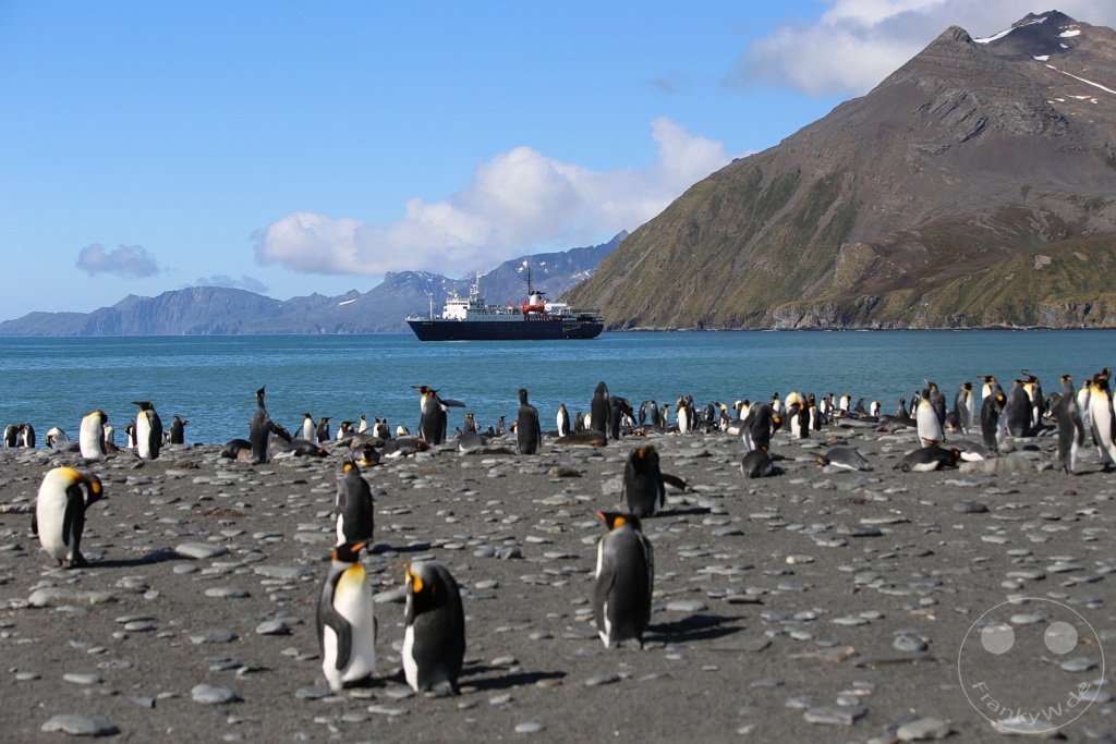 Südgeorgien und Südliche Sandwichsinseln - Gold Harbour
