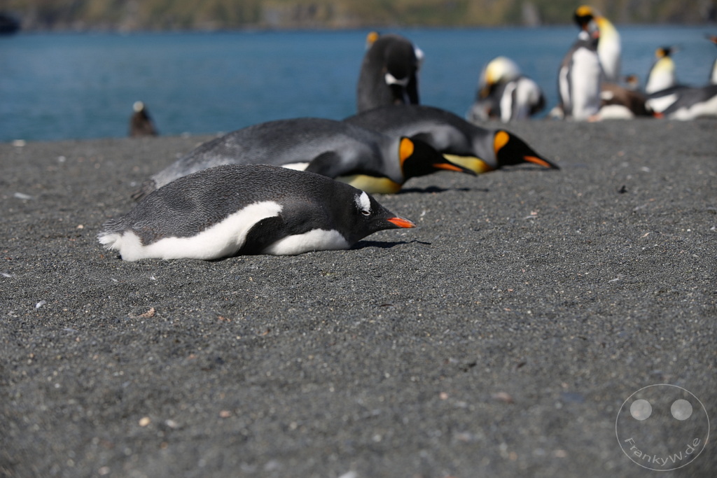 Südgeorgien und Südliche Sandwichsinseln - Gold Harbour