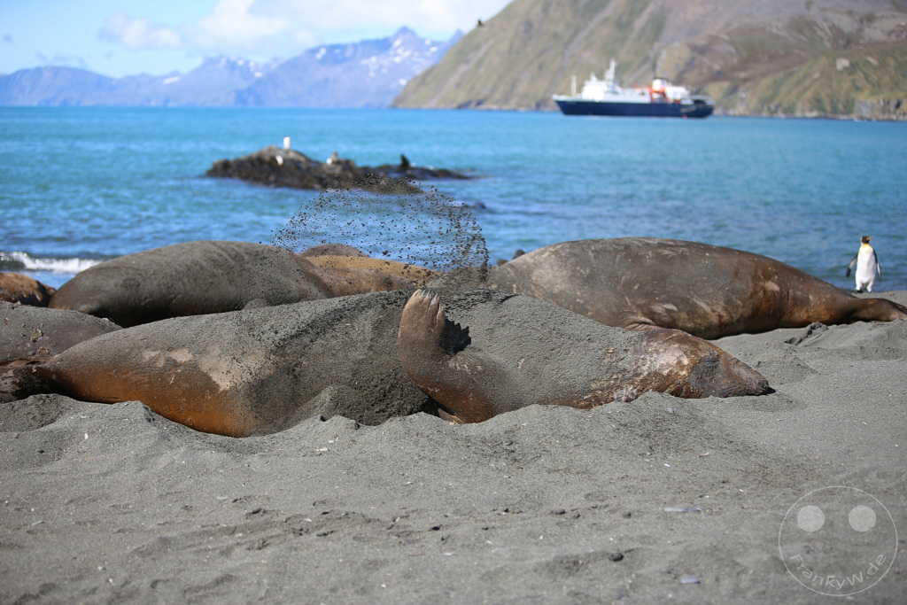 Südgeorgien und Südliche Sandwichsinseln - Gold Harbour