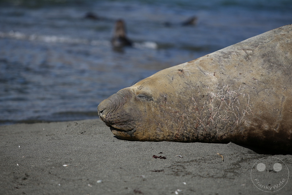 Südgeorgien und Südliche Sandwichsinseln - Gold Harbour