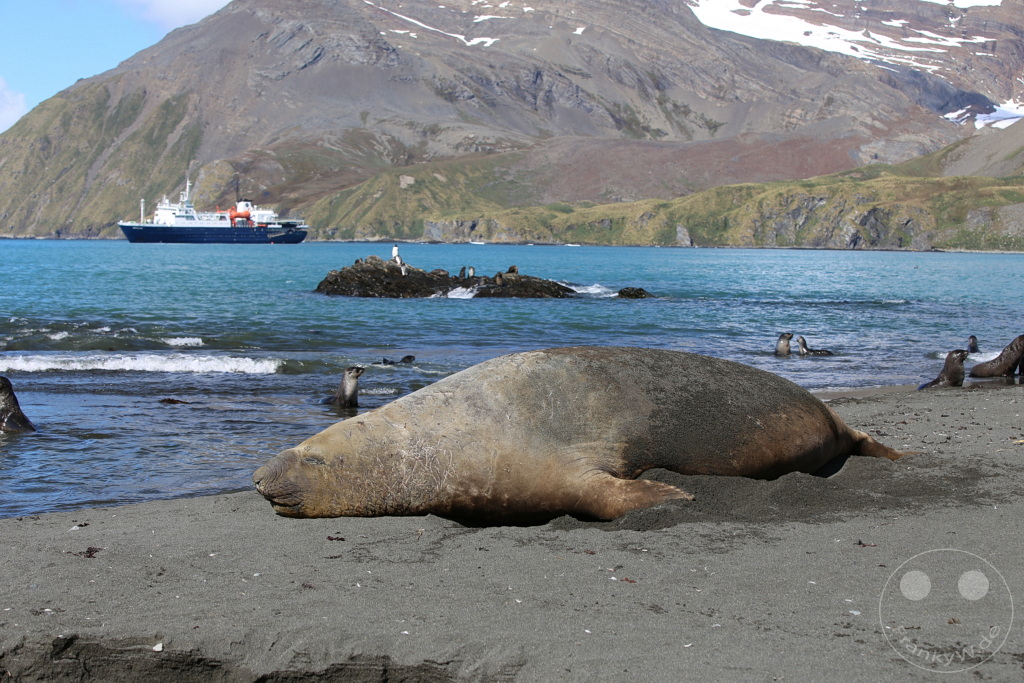 Südgeorgien und Südliche Sandwichsinseln - Gold Harbour