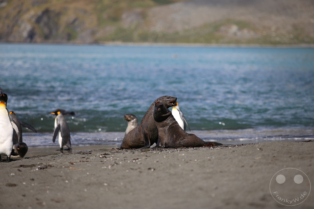 Südgeorgien und Südliche Sandwichsinseln - Gold Harbour
